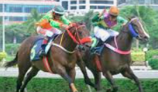 แทงม้า Dubai World Cup ufabet ศึกชิงเจ้าสนามแข่งม้าที่ใหญ่ที่สุดในโลก